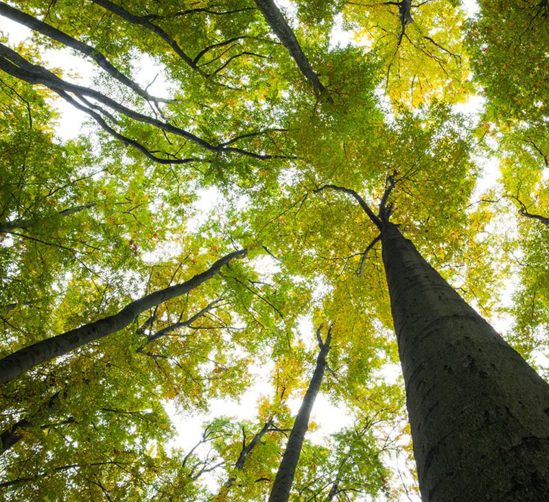 Bufete de abogados especializados en derecho ambiental | Bioiuris